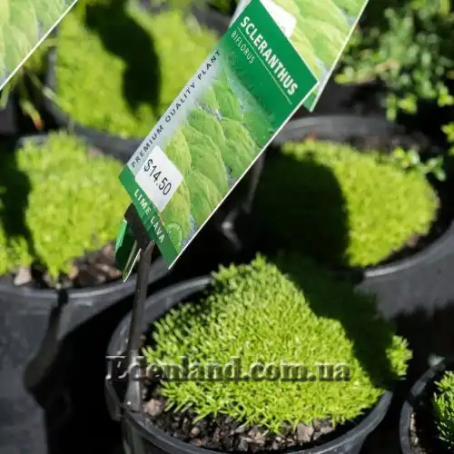 Зображення Склерантус двоквітковий - Scleranthus biflorus