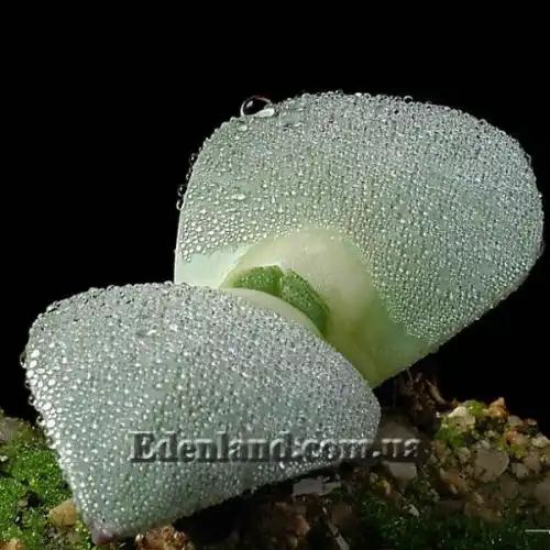 Изображение Хейридопсис своеобразный - Cheiridopsis peculiaris