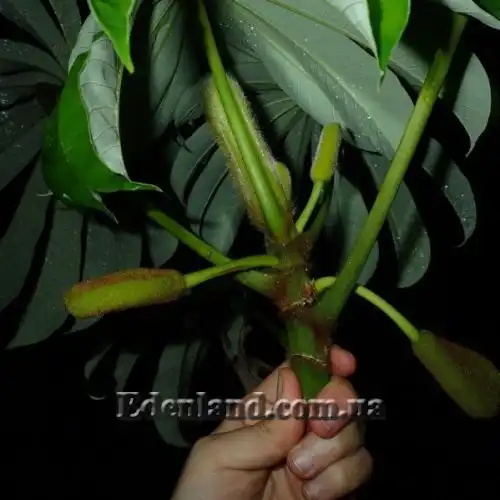 Зображення Мусанга цекропієвидна - Musanga cecropioides