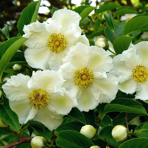 Стюартія псевдокамелія - Stewartia pseudocamellia  