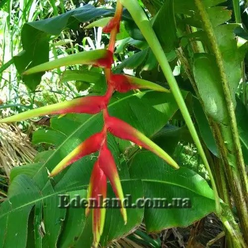 Изображение цветение