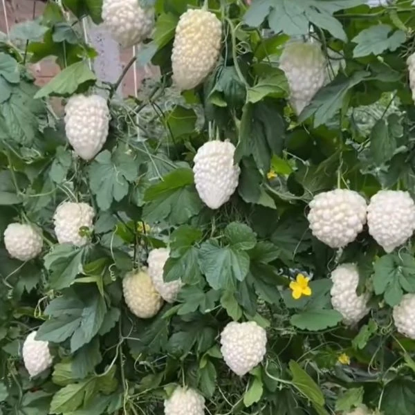 Зображення Момордика харантія ‘Біла’ - Momordica charantia ‘White’ 