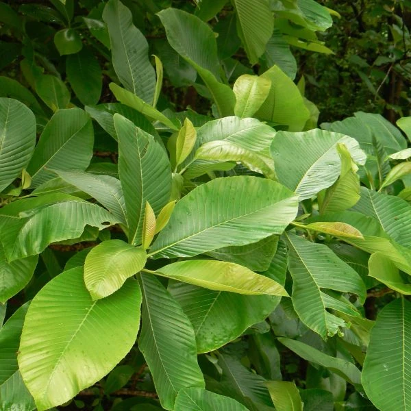 Изображение Дилления пятипестичная  - Dillenia pentagyna 