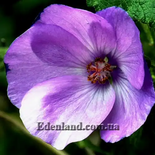 Зображення квітка