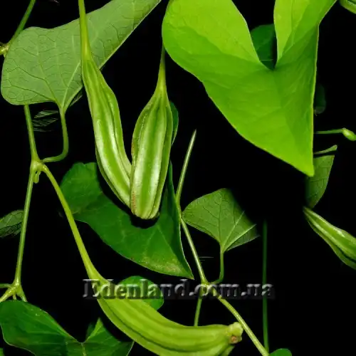 Изображение зеленые плоды