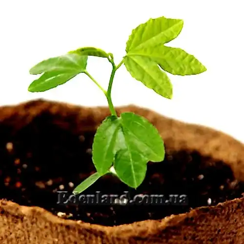 Изображение сеянец