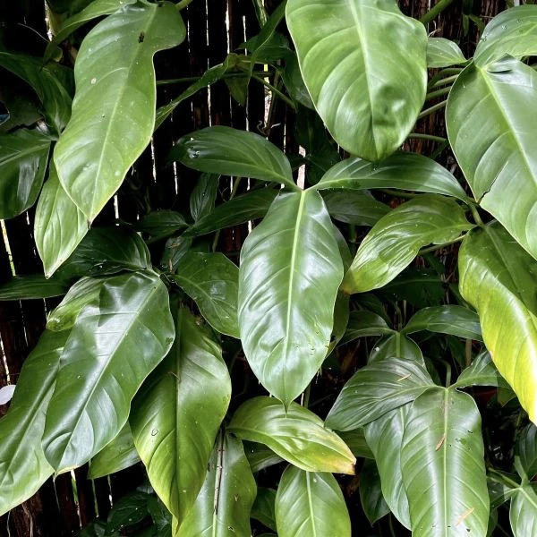 Изображение Филодендрон узколопастный   - Philodendron angustilobum