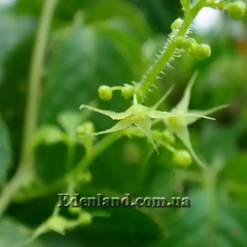 Изображение Гиностемма пятилистная - Gynostemma pentaphyllum