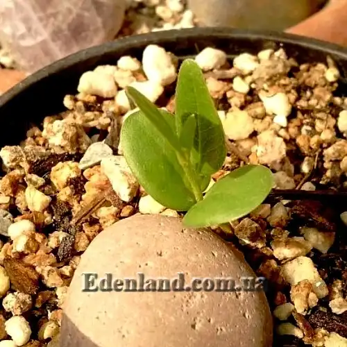 Изображение Болюсантус изящный - Bolusanthus speciosus