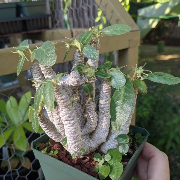 Зображення Дорстенія смердюча - Dorstenia foetida