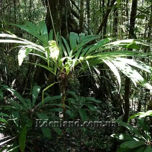 Изображение Дипсис фанева - Dypsis faneva