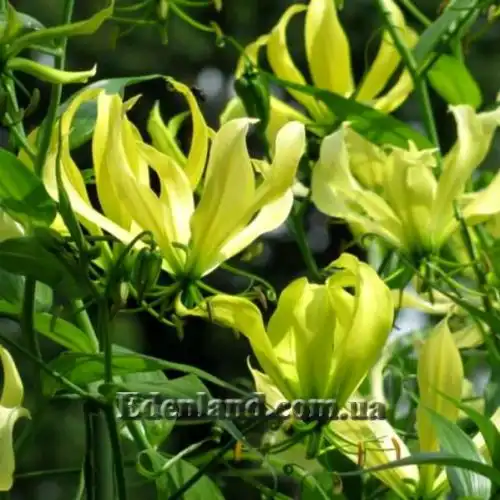 Изображение Глориоза роскошная желтая - Gloriosa superba Yellow 