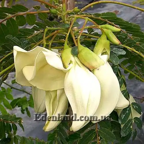 Изображение Сесбания крупноцветковая - Sesbania grandiflora