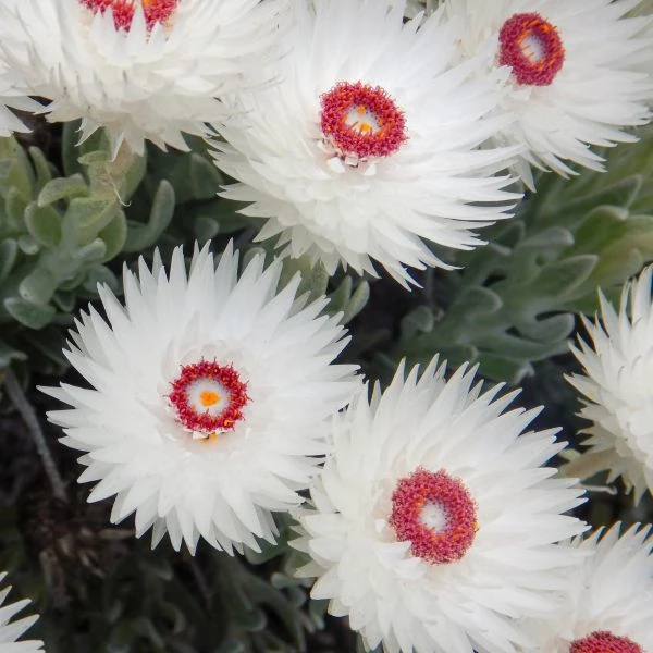 Изображение Синкарфа одетая  - Syncarpha vestita 