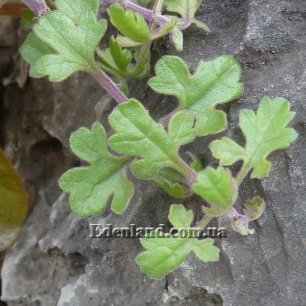 Изображение Буттония великолепная  - Buttonia superba