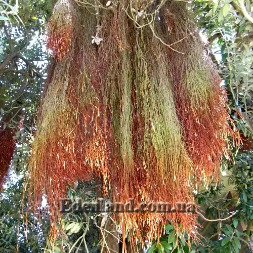 Изображение Метросидерос высокий - Metrosideros excelsa