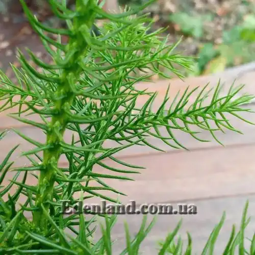 Изображение Араукария разнолистная - Araucaria heterophylla