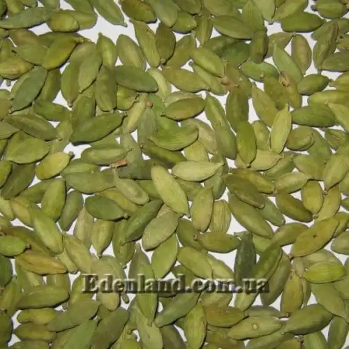 Изображение Элеттария кардамомум - Elettaria cardamomum