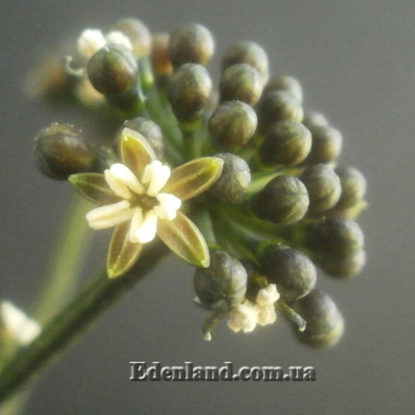 Зображення Полісціас чагарниковий - Polyscias fruticosa