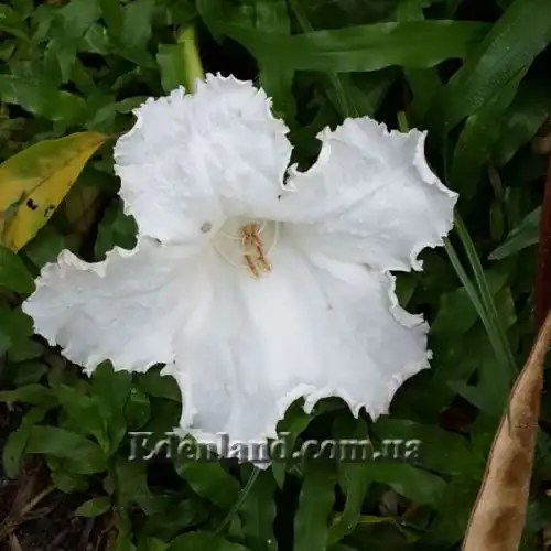 Изображение Долихандрона мелкопильчатая - Dolichandrone serrulata