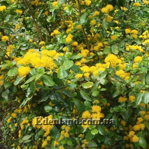 Зображення Азара зубчаста - Azara serrata 