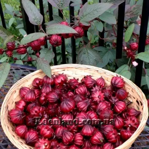 Зображення Гібіскус сабдариффа - Hibiscus sabdariffa