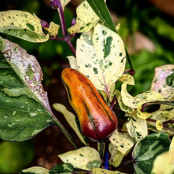 Зображення Перець гострий Халапеньо Тигр - Capsicum annuum ‘Jalapeño Tiger’ 