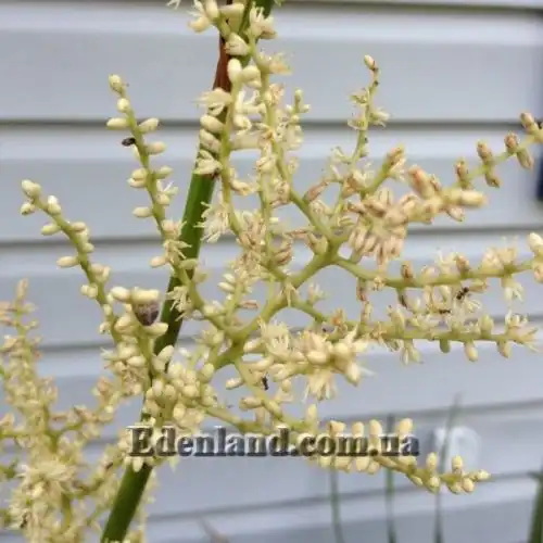 Зображення Сабаль малий - Sabal minor