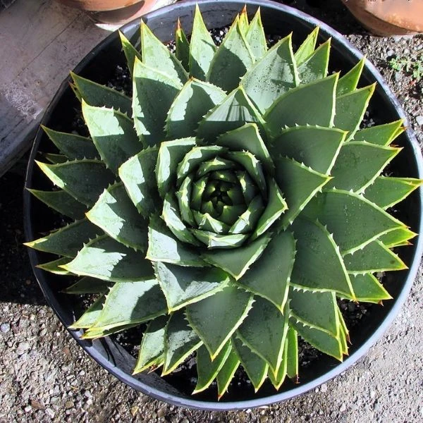 Зображення молода рослина