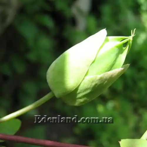 Изображение бутон