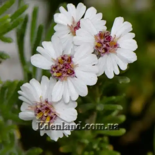 Зображення Еріоцефалус африканський - Eriocephalus africanus