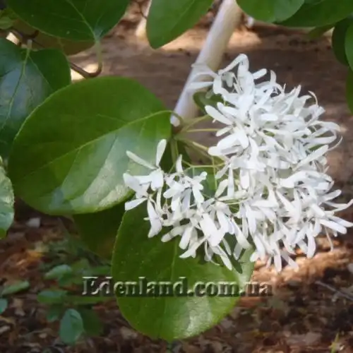 Изображение Хионантус притупленный  - Chionanthus retusus 