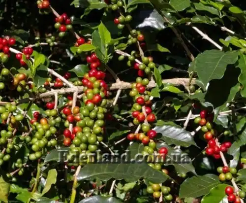 Изображение Плоды кофейного дерева