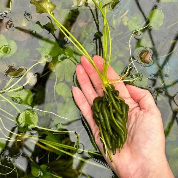 Изображение Нимфоидес водный - Nymphoides aquatica 