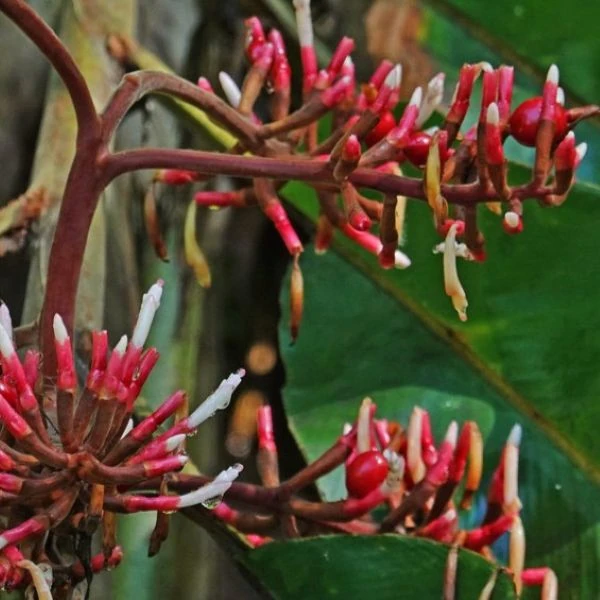 Зображення Альпінія прекрасна 'Нова Гвінея' - Alpinia pulchra 'New Guinea'  