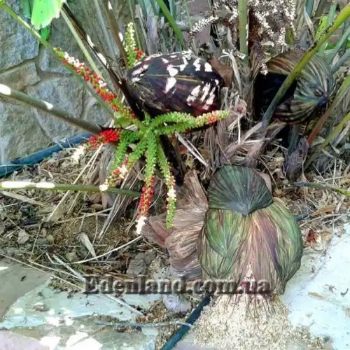 Изображение женские и мужские соцветия