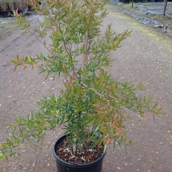 Зображення Лептоспермум Петерсона  - Leptospermum petersonii 