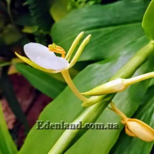 Изображение Гедихиум Хорсфильда - Hedychium horsfieldii