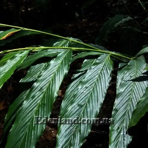 Изображение Элеттария кардамомум - Elettaria cardamomum