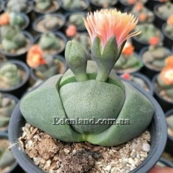 Зображення Плейоспілос Нела - Pleiospilos nelii