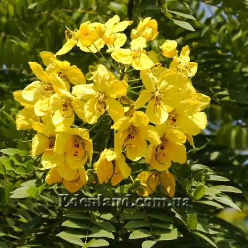Изображение Кассия тонколистная - Cassia leptophylla 