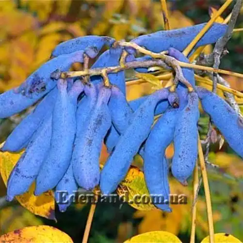 Изображение плоды осенью