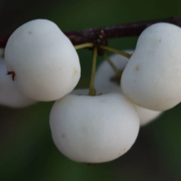 Зображення Флюгея отруйна - Flueggea virosa 