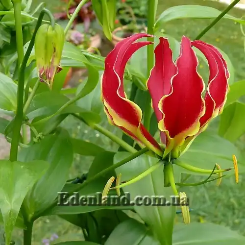 Изображение Глориоза Ротшильда - Gloriosa Rothscildiana