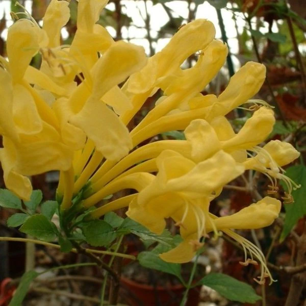 Изображение Текомария капская  - Tecomaria capensis