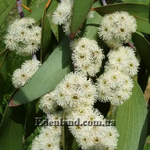 Зображення Евкаліпт малоквітковий - Eucalyptus pauciflora subsp. niphophila