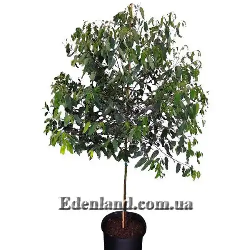 Изображение Эвкалипт радужный - Eucalyptus deglupta