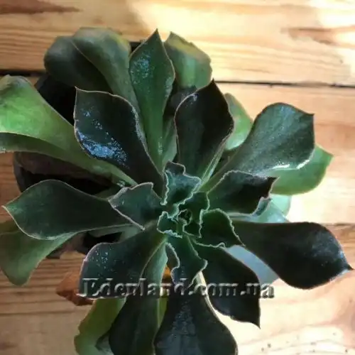 Зображення Ехеверія шавіана х стриктіфлора - Echeveria shaviana х strictiflora