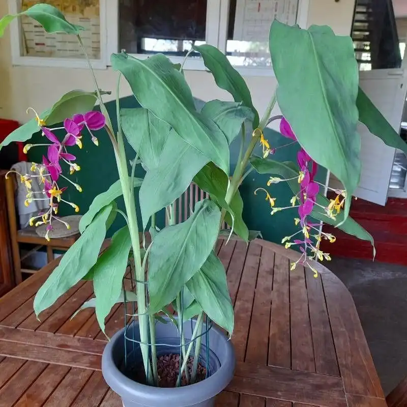 Зображення квітуча рослина