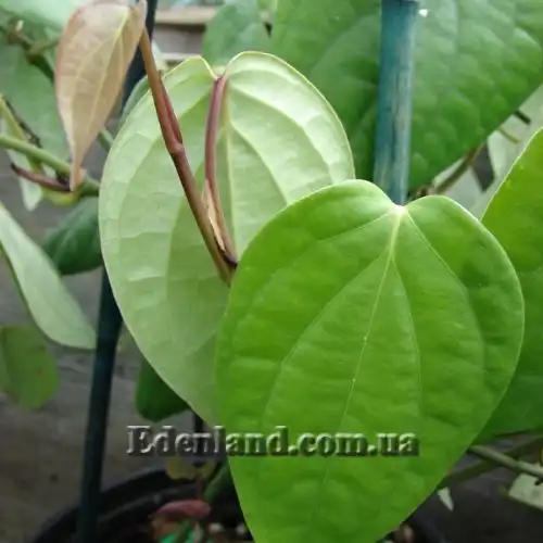 Зображення Перець чорний - Piper nigrum 